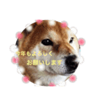 柴犬ロンくん（個別スタンプ：13）
