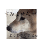 柴犬ロンくん（個別スタンプ：14）