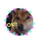 柴犬ロンくん（個別スタンプ：15）