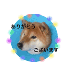 柴犬ロンくん（個別スタンプ：16）