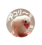 白文鳥のおいりちゃん3（個別スタンプ：5）