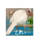 白文鳥のおいりちゃん3（個別スタンプ：12）