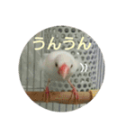 白文鳥のおいりちゃん3（個別スタンプ：14）