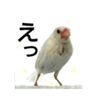 白文鳥のおいりちゃん3（個別スタンプ：37）