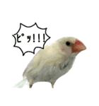 白文鳥のおいりちゃん3（個別スタンプ：39）