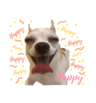 doggy MAY（個別スタンプ：1）