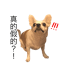 doggy MAY（個別スタンプ：2）