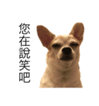 doggy MAY（個別スタンプ：3）