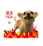 doggy MAY（個別スタンプ：4）