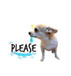 doggy MAY（個別スタンプ：5）