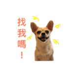 doggy MAY（個別スタンプ：6）