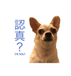 doggy MAY（個別スタンプ：7）