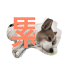 corgi poka（個別スタンプ：1）