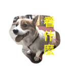 corgi poka（個別スタンプ：2）