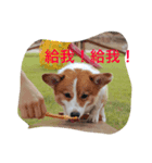 corgi poka（個別スタンプ：3）