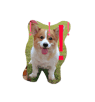 corgi poka（個別スタンプ：4）