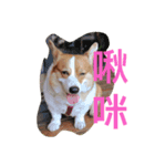 corgi poka（個別スタンプ：5）