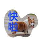 corgi poka（個別スタンプ：6）