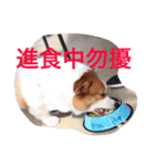 corgi poka（個別スタンプ：7）