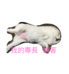 lazy niou（個別スタンプ：3）