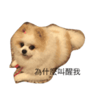 lazy niou（個別スタンプ：5）