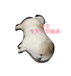 lazy niou（個別スタンプ：7）