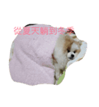 lazy niou（個別スタンプ：9）
