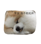 lazy niou（個別スタンプ：10）