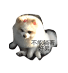 lazy niou（個別スタンプ：12）