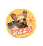 リク＆ソフィー（個別スタンプ：2）