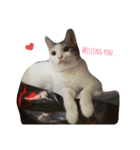 Cat 0.1（個別スタンプ：1）
