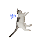 Cat 0.1（個別スタンプ：2）