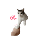 Cat 0.1（個別スタンプ：3）