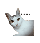 Cat 0.1（個別スタンプ：4）