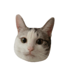 Cat 0.1（個別スタンプ：5）