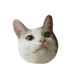 Cat 0.1（個別スタンプ：6）