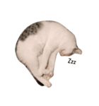 Cat 0.1（個別スタンプ：7）