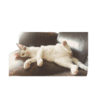 Cat 0.1（個別スタンプ：8）