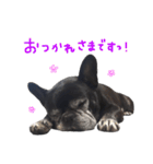 クロスケのふがふがスタンプ 3(敬語ver.)（個別スタンプ：22）