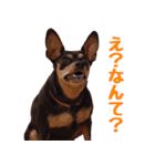 ミニピンの日常（個別スタンプ：3）