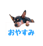 ミニピンの日常（個別スタンプ：4）