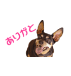 ミニピンの日常（個別スタンプ：6）