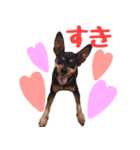 ミニピンの日常（個別スタンプ：9）