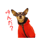 ミニピンの日常（個別スタンプ：18）