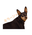 ミニピンの日常（個別スタンプ：21）