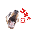 ミニピンの日常（個別スタンプ：22）