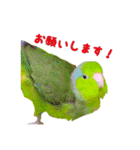 インコと暮らす（個別スタンプ：2）