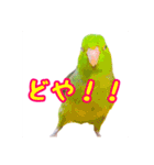 インコと暮らす（個別スタンプ：3）