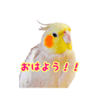 インコと暮らす（個別スタンプ：10）