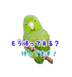 インコと暮らす（個別スタンプ：11）